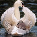 Cygne maman et bébé